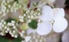 USA, Indiana, Fishers. Close-up of white flower and buds. Art Print